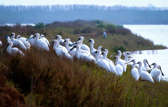 Loạt khách sạn bỏ hoang tại bãi biển nổi tiếng bậc nhất miền Bắc, du khách nhận xét: Tiếc thay một thời!- Ảnh 10.