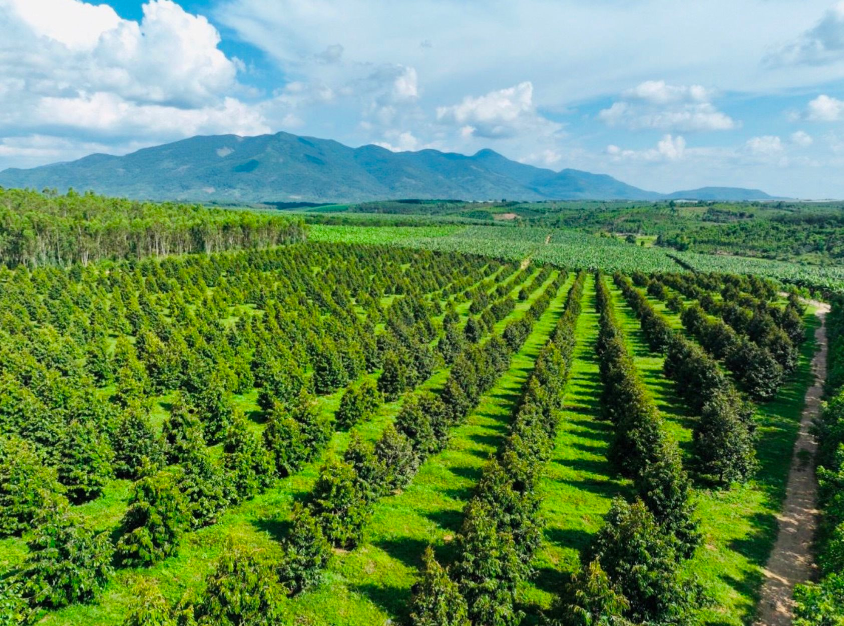 Giá sầu riêng thấp kỷ lục, nhớ lại lời bầu Đức: Ngay cả khi bán sầu riêng với giá 20.000 đồng/kg vẫn có lãi- Ảnh 2. Giá sầu riêng thấp kỷ lục, nhớ lại lời bầu Đức: Ngay cả khi bán sầu riêng với giá 20.000 đồng/kg vẫn có lãi- Ảnh 2.