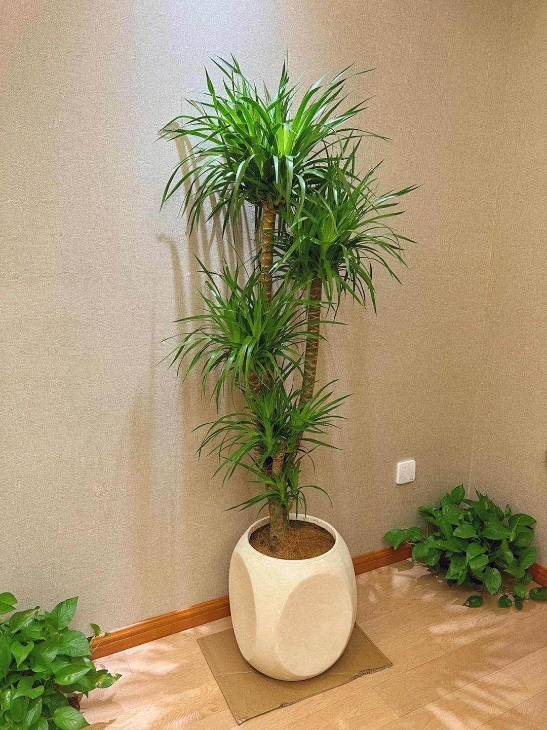 Khuyên thật lòng: Phòng khách trồng đúng 3 cây này, vượng khí dâng cao, tiền về như nước- Ảnh 9. Khuyên thật lòng: Phòng khách trồng đúng 3 cây này, vượng khí dâng cao, tiền về như nước- Ảnh 9.