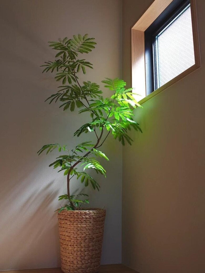 Khuyên thật lòng: Phòng khách trồng đúng 3 cây này, vượng khí dâng cao, tiền về như nước- Ảnh 5. Khuyên thật lòng: Phòng khách trồng đúng 3 cây này, vượng khí dâng cao, tiền về như nước- Ảnh 5.