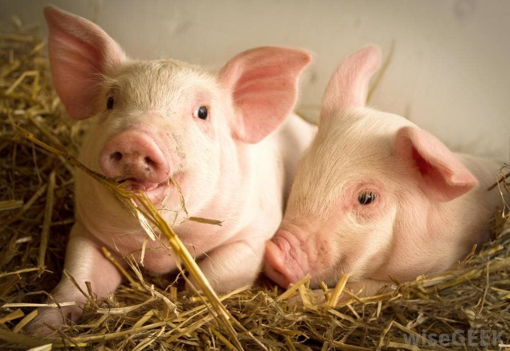 Sau lùm xùm của C.P, giá cổ phiếu Masan MEATLife và Dabaco tăng vọt- Ảnh 1. Sau lùm xùm của C.P, giá cổ phiếu Masan MEATLife và Dabaco tăng vọt- Ảnh 1.