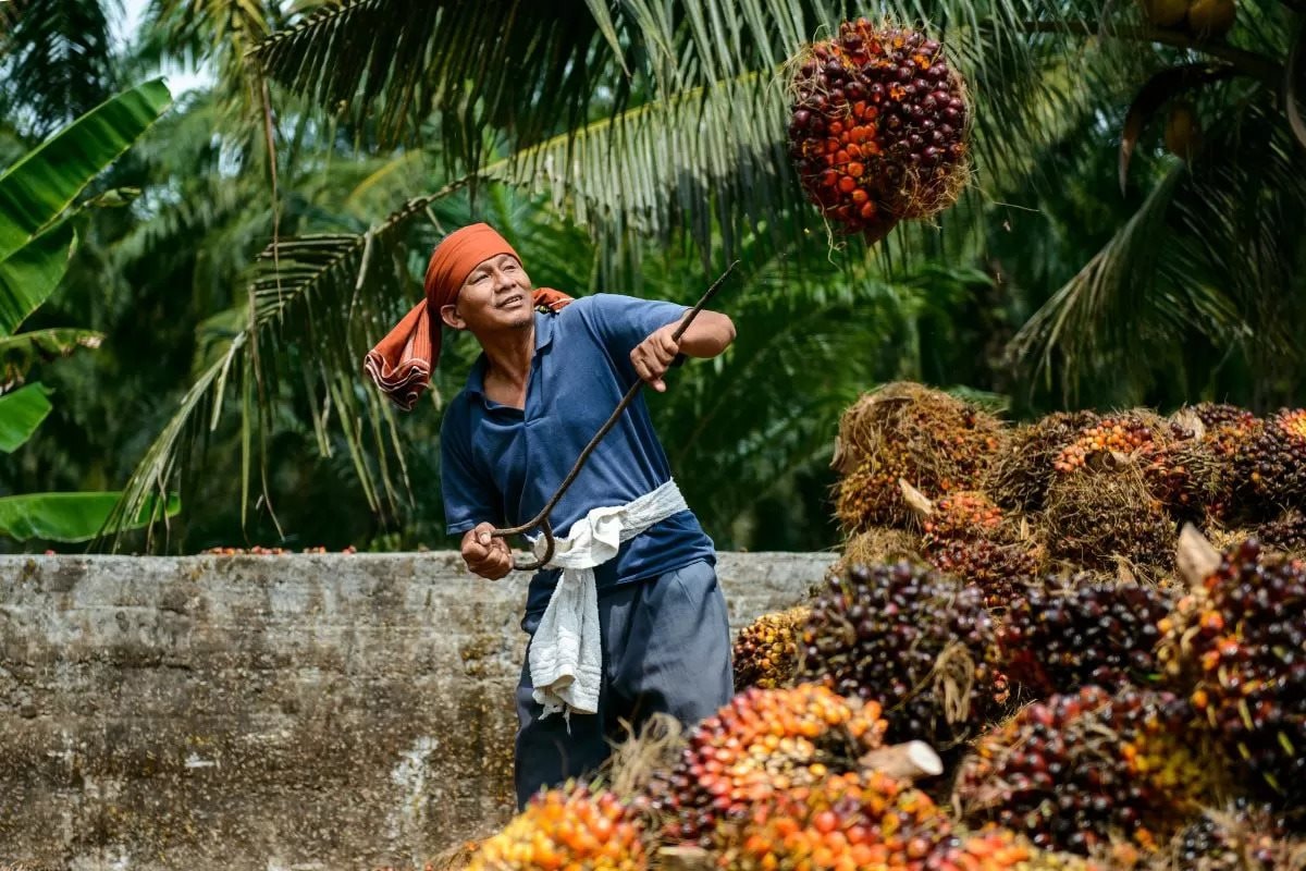 Một ngành giúp Malaysia thu 26 tỷ USD/năm, nước bạn kỳ vọng "Việt Nam mở ra cơ hội tuyệt vời cho chúng ta"- Ảnh 1. Một ngành giúp Malaysia thu 26 tỷ USD/năm, nước bạn kỳ vọng "Việt Nam mở ra cơ hội tuyệt vời cho chúng ta"- Ảnh 1.