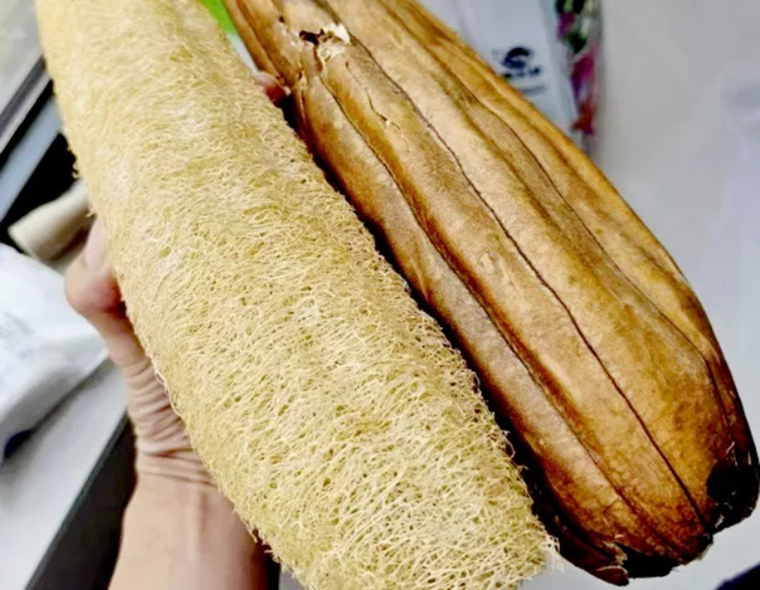 Thứ đặc sản xưa rụng thối gốc không ai nhặt, nay quý như "mỏ vàng" nhặt bán gần 1 triệu/kg- Ảnh 3.