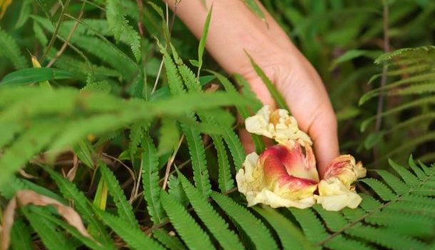 Thứ đặc sản xưa rụng thối gốc không ai nhặt nay được dân phố săn lùng- Ảnh 1.