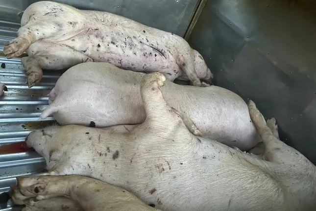 Thanh kiểm tra cơ sở giết mổ động vật trên cả nước- Ảnh 1. Thanh kiểm tra cơ sở giết mổ động vật trên cả nước- Ảnh 1.