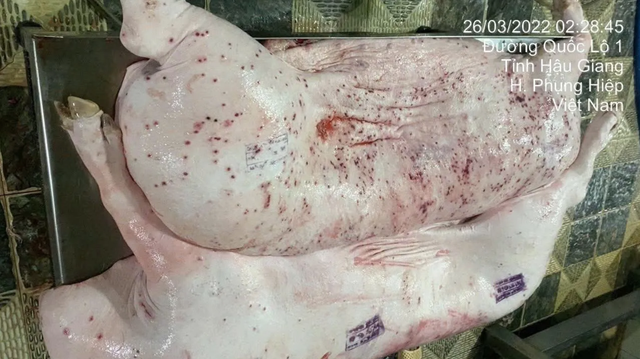 Lý do nhân viên thú y đóng dấu kiểm dịch sai trên heo bệnh của Công ty C.P., hé lộ về ao cá tiêu hủy heo- Ảnh 1. Lý do nhân viên thú y đóng dấu kiểm dịch sai trên heo bệnh của Công ty C.P., hé lộ về ao cá tiêu hủy heo- Ảnh 1.
