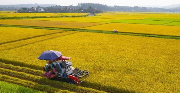 Một lô hàng 500 tấn vừa được xuất sang Nhật Bản: Việt Nam là nước đầu tiên trên thế giới làm được điều này- Ảnh 3. Một lô hàng 500 tấn vừa được xuất sang Nhật Bản: Việt Nam là nước đầu tiên trên thế giới làm được điều này- Ảnh 3.