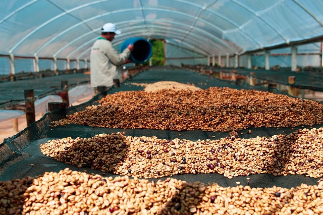 Loài chim quý hiếm thải ra thứ đắt đỏ, mệnh danh "vàng đen": Được đại gia thế giới săn lùng!- Ảnh 2.