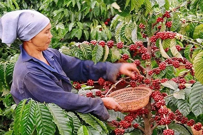 Giá cà phê Việt Nam cao nhất từ trước đến nay- Ảnh 1. Giá cà phê Việt Nam cao nhất từ trước đến nay- Ảnh 1.