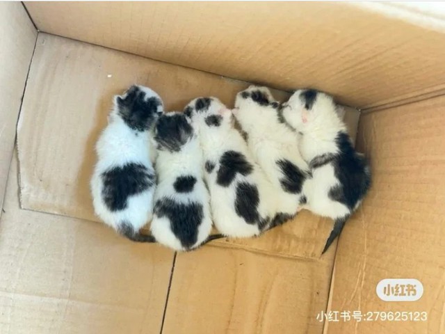 Thấy bàn chân lạ thò ra từ gầm xe ô tô, cô gái hoảng sợ tìm người giúp và nhận về cái kết bất ngờ- Ảnh 2. Thấy bàn chân lạ thò ra từ gầm xe ô tô, cô gái hoảng sợ tìm người giúp và nhận về cái kết bất ngờ- Ảnh 2.