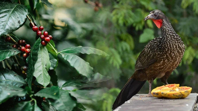 Loài chim quý hiếm thải ra thứ đắt đỏ, mệnh danh "vàng đen": Được đại gia thế giới săn lùng!- Ảnh 1.