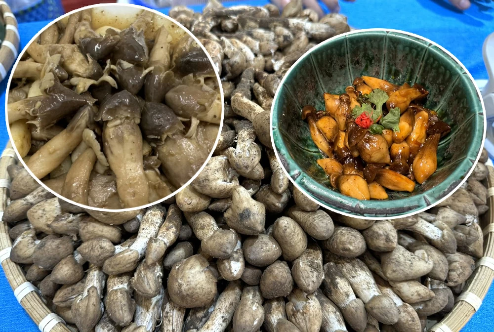 Chỉ xuất hiện mỗi năm 1 lần, loại “lộc trời” thành đặc sản của Việt Nam, bán 1 triệu/kg nhưng vẫn có người mua ầm ầm- Ảnh 2. Chỉ xuất hiện mỗi năm 1 lần, loại “lộc trời” thành đặc sản của Việt Nam, bán 1 triệu/kg nhưng vẫn có người mua ầm ầm- Ảnh 2.