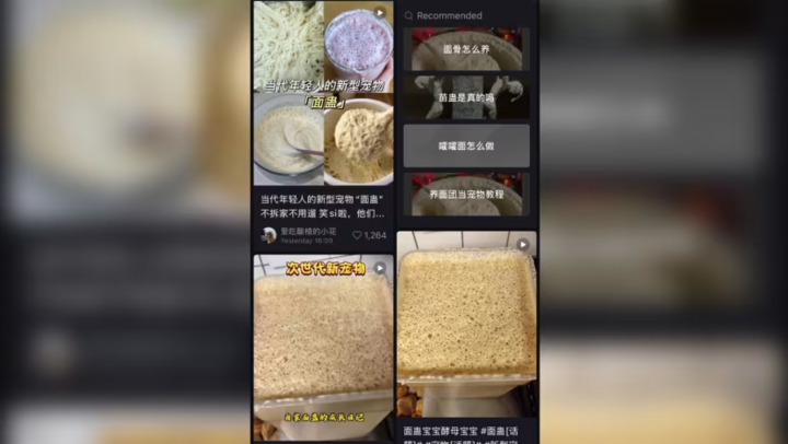 Lười nhưng thích 'chữa lành', giới trẻ Trung Quốc nuôi nấm men làm thú cưng- Ảnh 2. Lười nhưng thích 'chữa lành', giới trẻ Trung Quốc nuôi nấm men làm thú cưng- Ảnh 2.