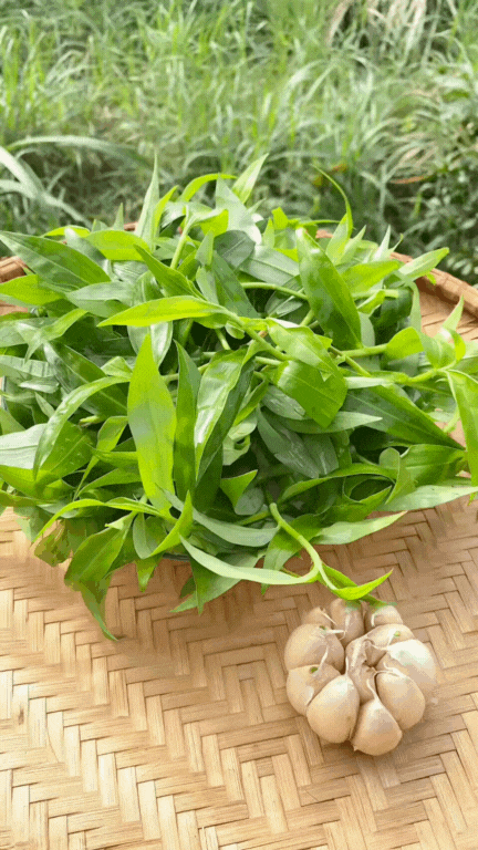 "Loại rau" gây ngỡ ngàng nhất mùa hè này: Tưởng là cỏ mọc dại nhưng nấu được loạt món ngon giúp thanh nhiệt cực tốt- Ảnh 3. "Loại rau" gây ngỡ ngàng nhất mùa hè này: Tưởng là cỏ mọc dại nhưng nấu được loạt món ngon giúp thanh nhiệt cực tốt- Ảnh 3.