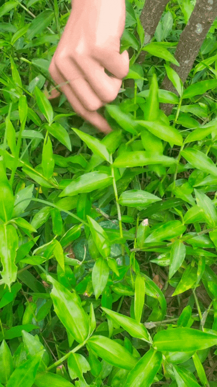 "Loại rau" gây ngỡ ngàng nhất mùa hè này: Tưởng là cỏ mọc dại nhưng nấu được loạt món ngon giúp thanh nhiệt cực tốt- Ảnh 1. "Loại rau" gây ngỡ ngàng nhất mùa hè này: Tưởng là cỏ mọc dại nhưng nấu được loạt món ngon giúp thanh nhiệt cực tốt- Ảnh 1.
