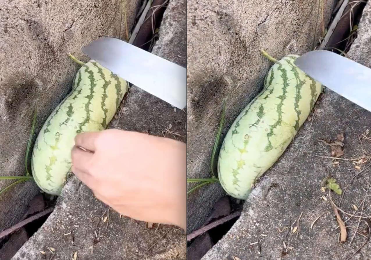 Quả dưa hấu Quả dưa hấu