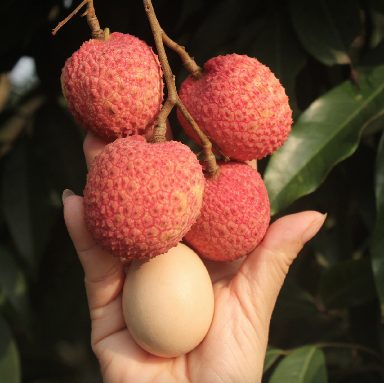 Loại vải to như quả trứng gà, giá 240k/kg vẫn cháy hàng: Đặc sản địa phương "lên đời" sang châu Âu!- Ảnh 2. Loại vải to như quả trứng gà, giá 240k/kg vẫn cháy hàng: Đặc sản địa phương "lên đời" sang châu Âu!- Ảnh 2.