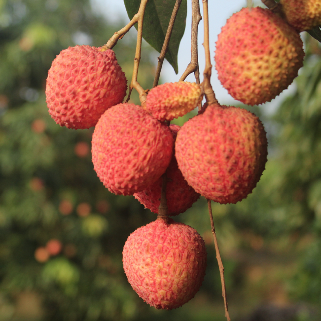 Loại vải to như quả trứng gà, giá 240k/kg vẫn cháy hàng: Đặc sản địa phương "lên đời" sang châu Âu!- Ảnh 3. Loại vải to như quả trứng gà, giá 240k/kg vẫn cháy hàng: Đặc sản địa phương "lên đời" sang châu Âu!- Ảnh 3.