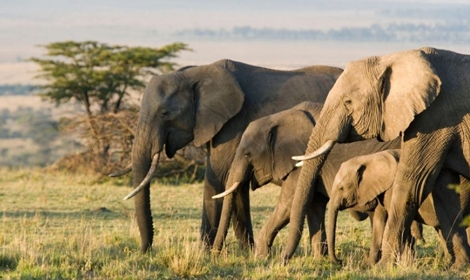 Zimbabwe tiêu diệt voi cung cấp thịt cho cư dân- Ảnh 1. Zimbabwe tiêu diệt voi cung cấp thịt cho cư dân- Ảnh 1.