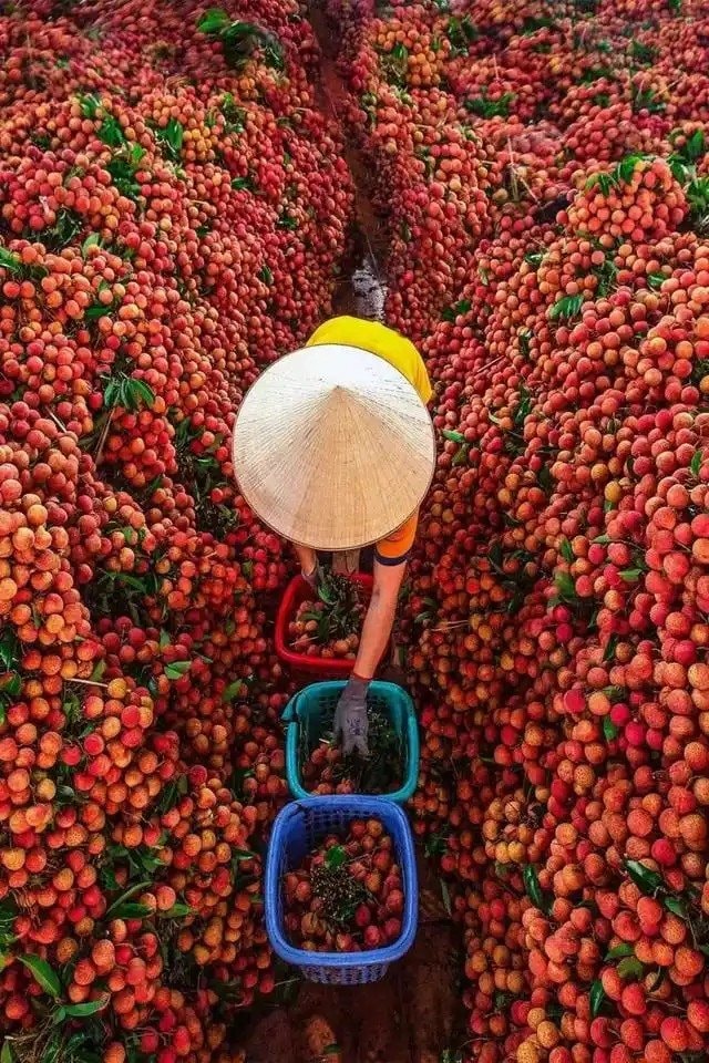 Quả vải to bằng quả trứng gà được bán với giá gần 250 triệu đồng: Nông dân vui mừng, cả vùng trồng được hưởng lợi nhờ lợi thế độc đáo- Ảnh 2.