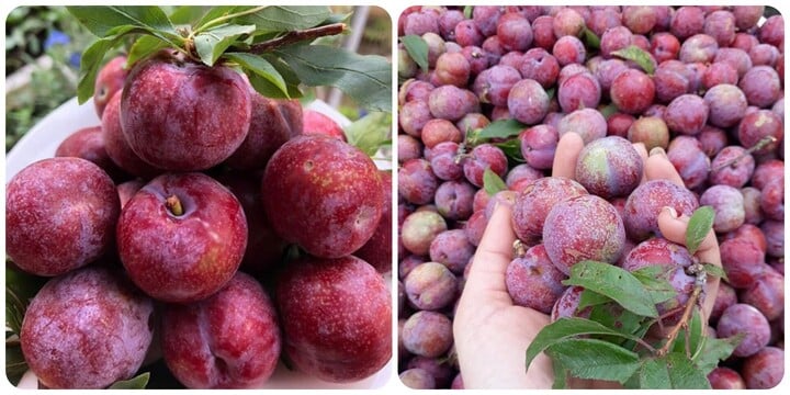 Những người nên hạn chế ăn mận- Ảnh 1. Những người nên hạn chế ăn mận- Ảnh 1.