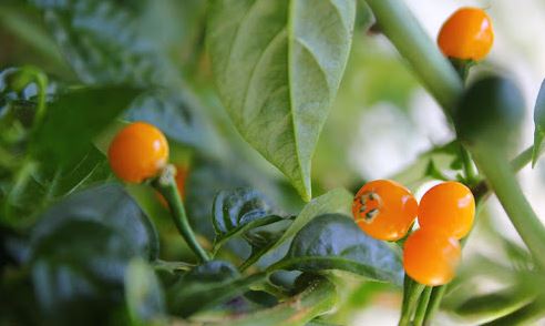 Loại quả đắt đỏ bậc nhất thế giới, giá tới 600 triệu đồng/kg, ở Việt Nam có người đem tặng miễn phí- Ảnh 1. Loại quả đắt đỏ bậc nhất thế giới, giá tới 600 triệu đồng/kg, ở Việt Nam có người đem tặng miễn phí- Ảnh 1.