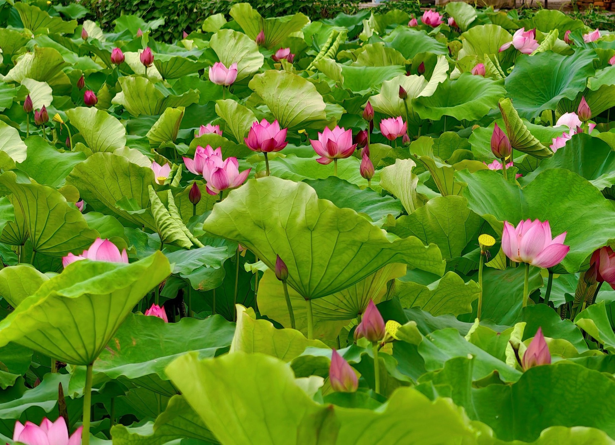 Những đầm sen đẹp nức tiếng quanh Hà Nội khiến hội sống ảo "lịm tim": Chị em sửa soạn lên đồ check-in ngay kẻo lỡ!- Ảnh 25.