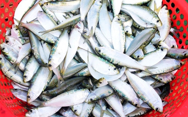 Loại cá được khen Loại cá được khen