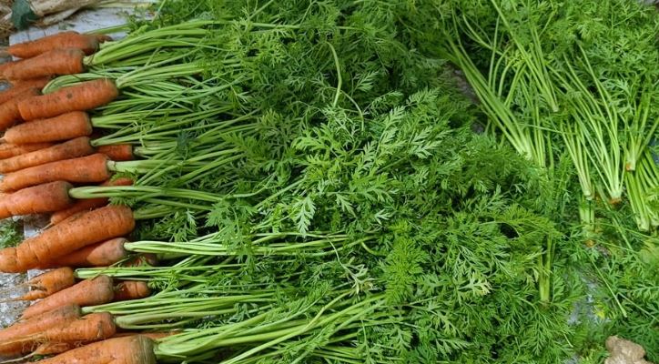 Loại cây quen thuộc người Việt chỉ ăn củ, không ngờ lá cũng là "kho báu"- Ảnh 2. Loại cây quen thuộc người Việt chỉ ăn củ, không ngờ lá cũng là "kho báu"- Ảnh 2.