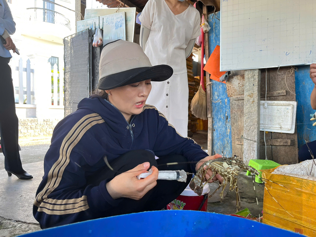 Cận cảnh người phụ nữ trực tiếp bơm thạch rau câu vào tôm hùm đã chết để bán ra thị trường- Ảnh 1. Cận cảnh người phụ nữ trực tiếp bơm thạch rau câu vào tôm hùm đã chết để bán ra thị trường- Ảnh 1.