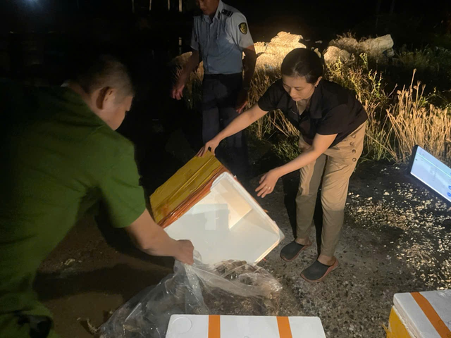 Cận cảnh người phụ nữ trực tiếp bơm thạch rau câu vào tôm hùm đã chết để bán ra thị trường- Ảnh 5. Cận cảnh người phụ nữ trực tiếp bơm thạch rau câu vào tôm hùm đã chết để bán ra thị trường- Ảnh 5.