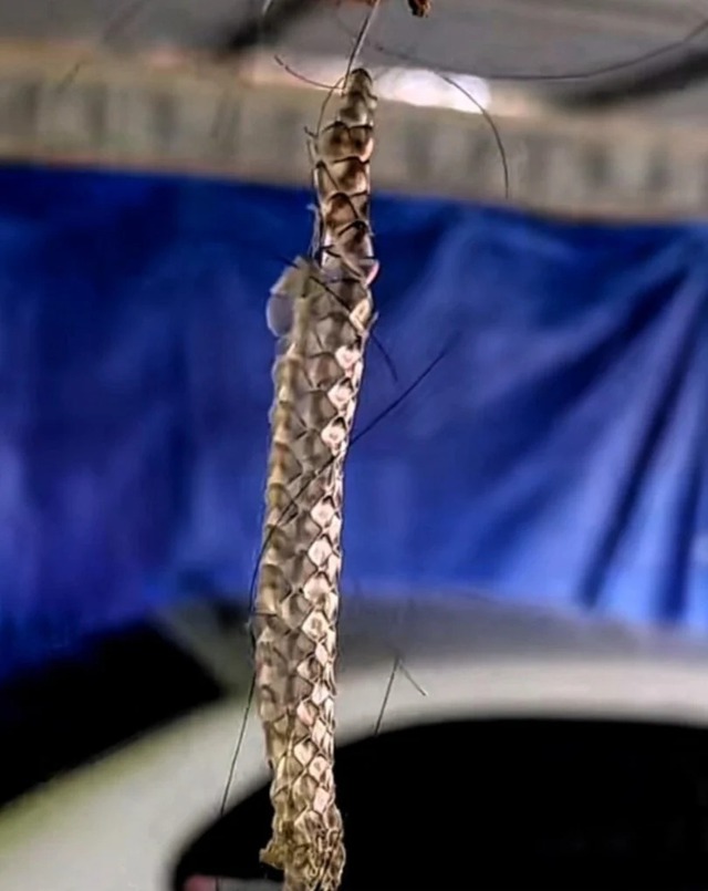 Ngó vào tổ chim, người đàn ông sửng sốt tìm thấy vàng: Chuyện xảy ra sau đó khiến anh day dứt không thôi- Ảnh 1.