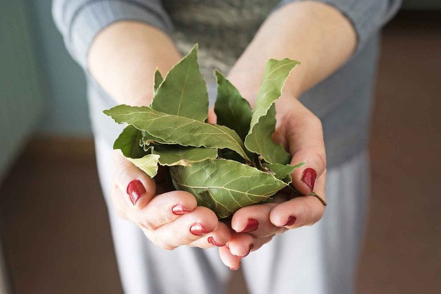 Loại lá dân dã ở Việt Nam lại có giá 2 triệu đồng/kg ở Mỹ: Là dược liệu quý, tiềm năng phòng ung thư- Ảnh 3. Loại lá dân dã ở Việt Nam lại có giá 2 triệu đồng/kg ở Mỹ: Là dược liệu quý, tiềm năng phòng ung thư- Ảnh 3.