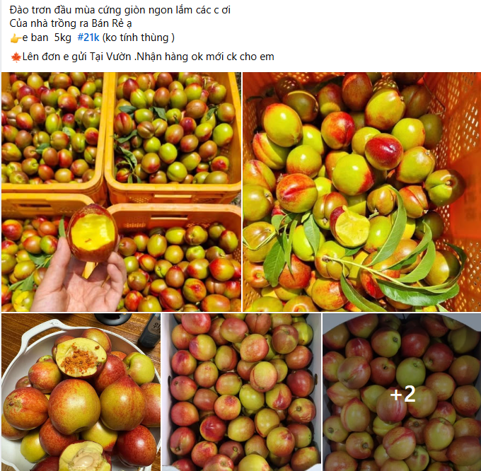 Xin thông báo: Loại quả giàu chất chống oxy hóa đang vào Xin thông báo: Loại quả giàu chất chống oxy hóa đang vào