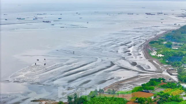Lộ diện 'siêu' đô thị lấn biển Cần Giờ- Ảnh 13. Lộ diện 'siêu' đô thị lấn biển Cần Giờ- Ảnh 13.