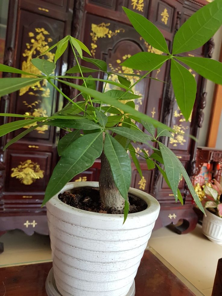 Người thông minh bí mật trồng 5 cây cảnh trong nhà: Gia tăng vận khí, hút lộc vào như nước- Ảnh 5. Người thông minh bí mật trồng 5 cây cảnh trong nhà: Gia tăng vận khí, hút lộc vào như nước- Ảnh 5.