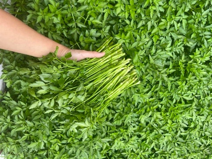 Chuyên gia cảnh báo những loại rau là 'ổ sán', không nên ăn sống- Ảnh 1.