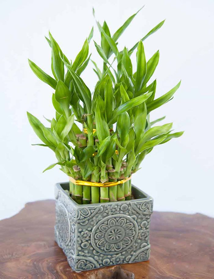 Người thông minh bí mật trồng 5 cây cảnh trong nhà: Gia tăng vận khí, hút lộc vào như nước- Ảnh 2. Người thông minh bí mật trồng 5 cây cảnh trong nhà: Gia tăng vận khí, hút lộc vào như nước- Ảnh 2.
