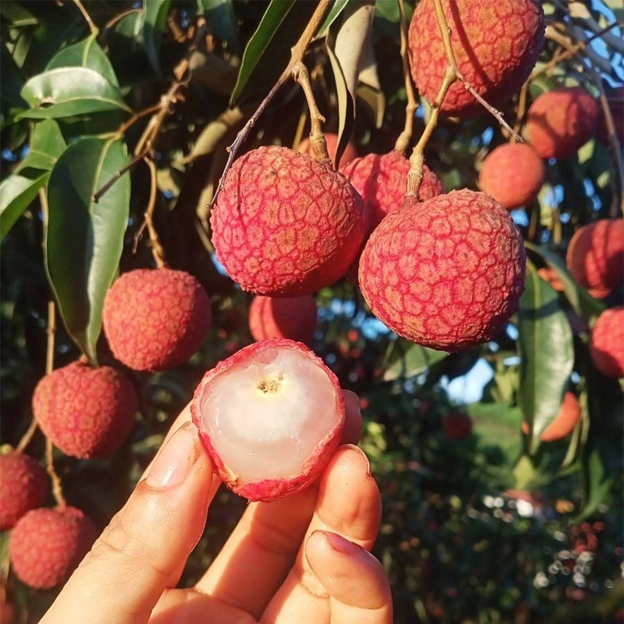 Loại quả được ví như Loại quả được ví như