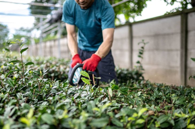 Nông dân trồng trà ở Nhật Bản kiệt sức trước xu hướng "sơ hở là matcha" của giới trẻ- Ảnh 3.