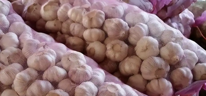 Thương lái chi 6 tỷ đồng mua 500 tấn tỏi gửi kho lạnh chờ bán, 1 năm sau chết lặng khi kho rỗng không, quản lý khẳng định: "Không có hóa đơn xuất kho"- Ảnh 1.