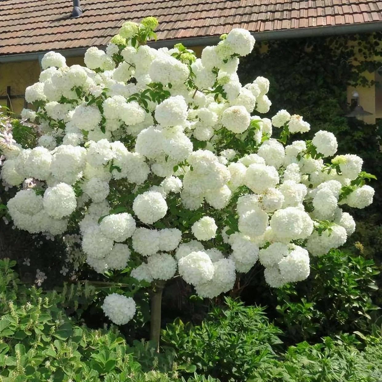 5 cây được khuyên NÊN trồng trước nhà: Phong thủy hanh thông, tài lộc 5 cây được khuyên NÊN trồng trước nhà: Phong thủy hanh thông, tài lộc