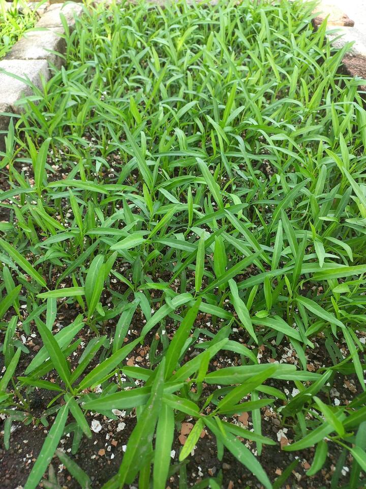 Rau muống dễ nhiễm chì, liệu có cách nào nhận biết?- Ảnh 2. Rau muống dễ nhiễm chì, liệu có cách nào nhận biết?- Ảnh 2.