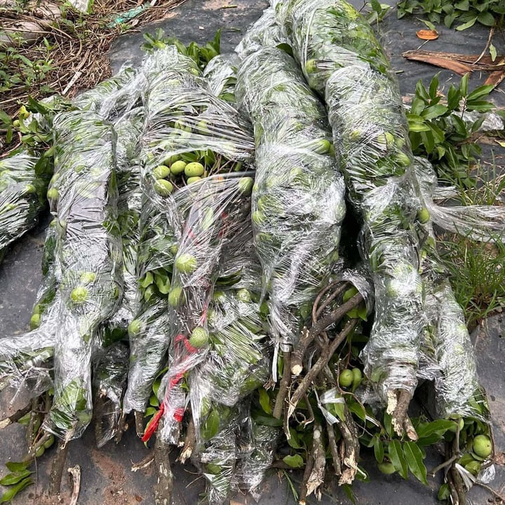 Thị thơm vào mùa, chị em lùng mua cả cành về chưng nhà- Ảnh 2. Thị thơm vào mùa, chị em lùng mua cả cành về chưng nhà- Ảnh 2.