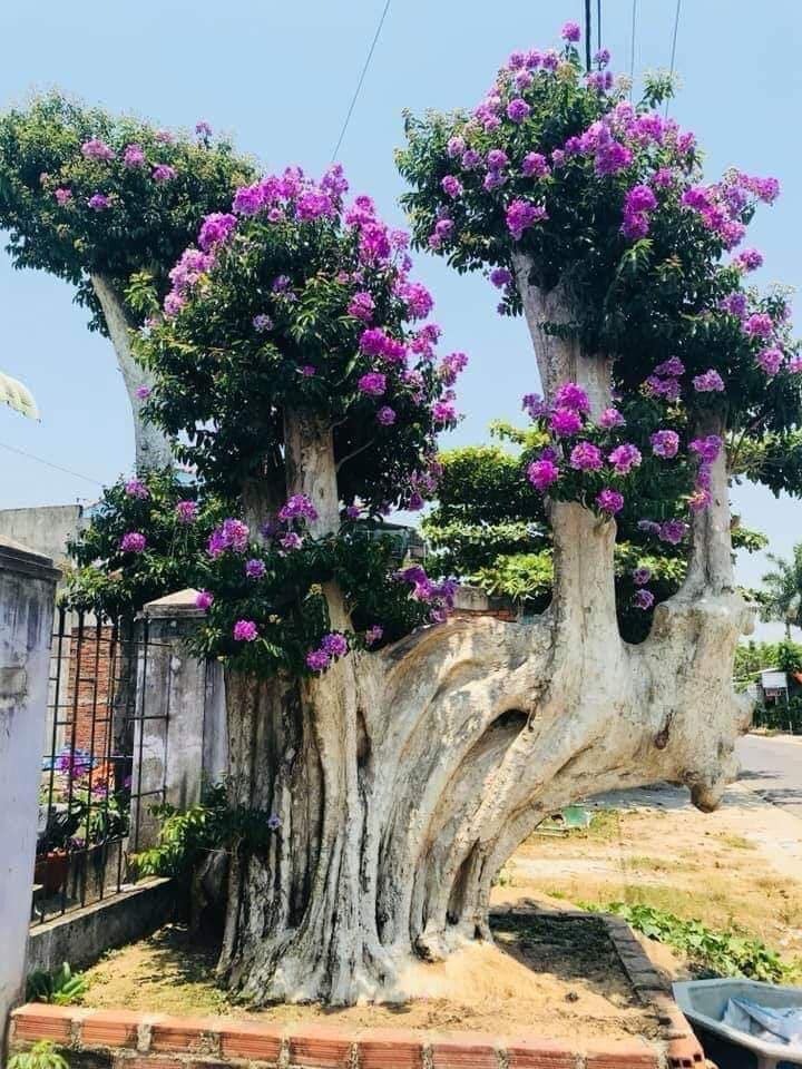 5 cây được khuyên NÊN trồng trước nhà: Phong thủy hanh thông, tài lộc 5 cây được khuyên NÊN trồng trước nhà: Phong thủy hanh thông, tài lộc