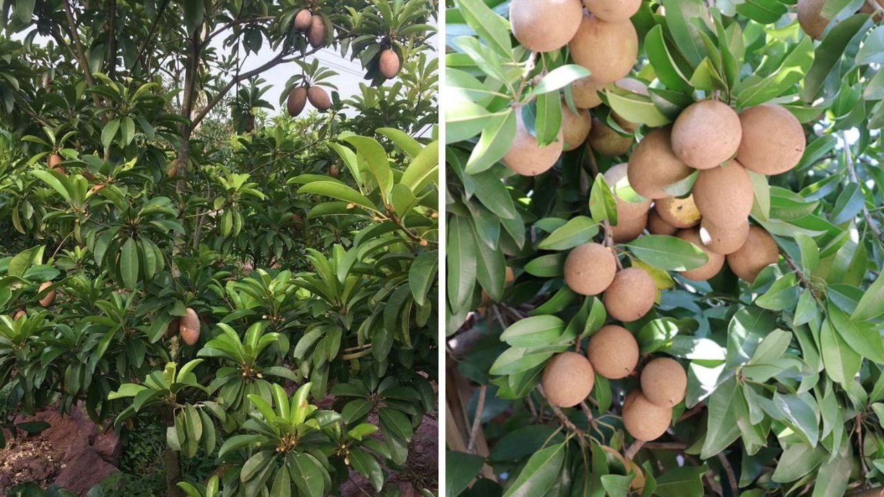 5 cây được khuyên NÊN trồng trước nhà: Phong thủy hanh thông, tài lộc 5 cây được khuyên NÊN trồng trước nhà: Phong thủy hanh thông, tài lộc