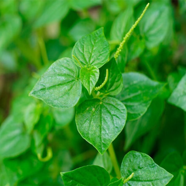 Rau nhà nghèo Việt Nam thành hàng hiếm ở Trung Quốc: Giá cao gấp 5 lần, dân tình đổ xô mua- Ảnh 2.