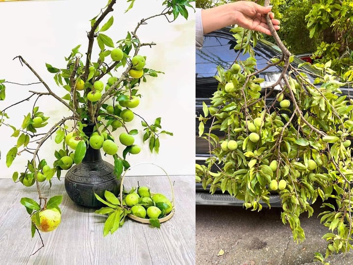 Thị thơm vào mùa, chị em lùng mua cả cành về chưng nhà- Ảnh 1. Thị thơm vào mùa, chị em lùng mua cả cành về chưng nhà- Ảnh 1.
