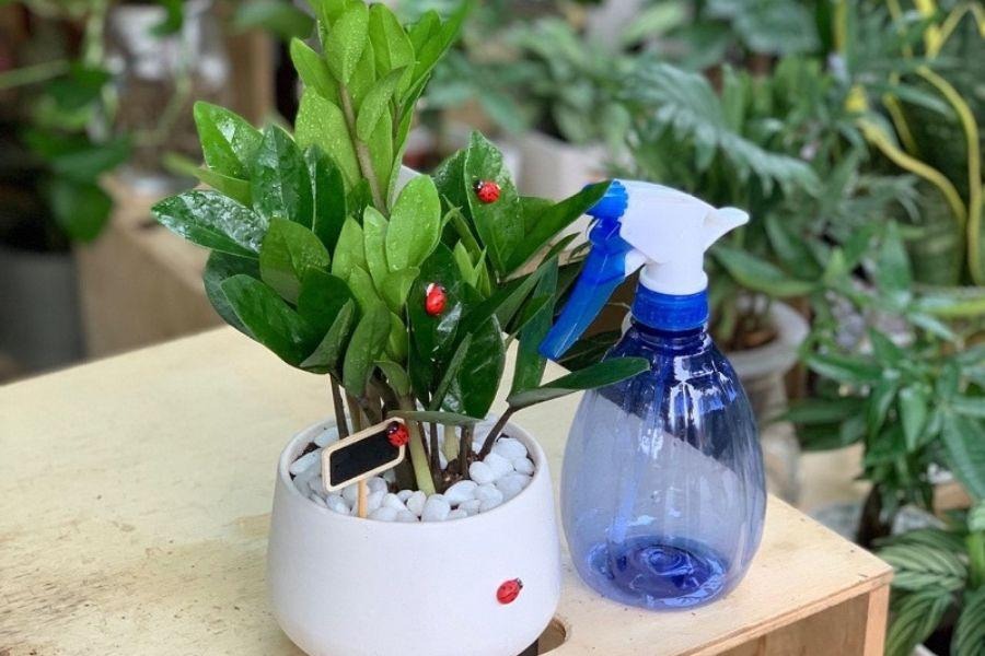 Trồng kim tiền: 3 đại kỵ cần tránh kẻo cây tàn, người lụi bại- Ảnh 3. Trồng kim tiền: 3 đại kỵ cần tránh kẻo cây tàn, người lụi bại- Ảnh 3.