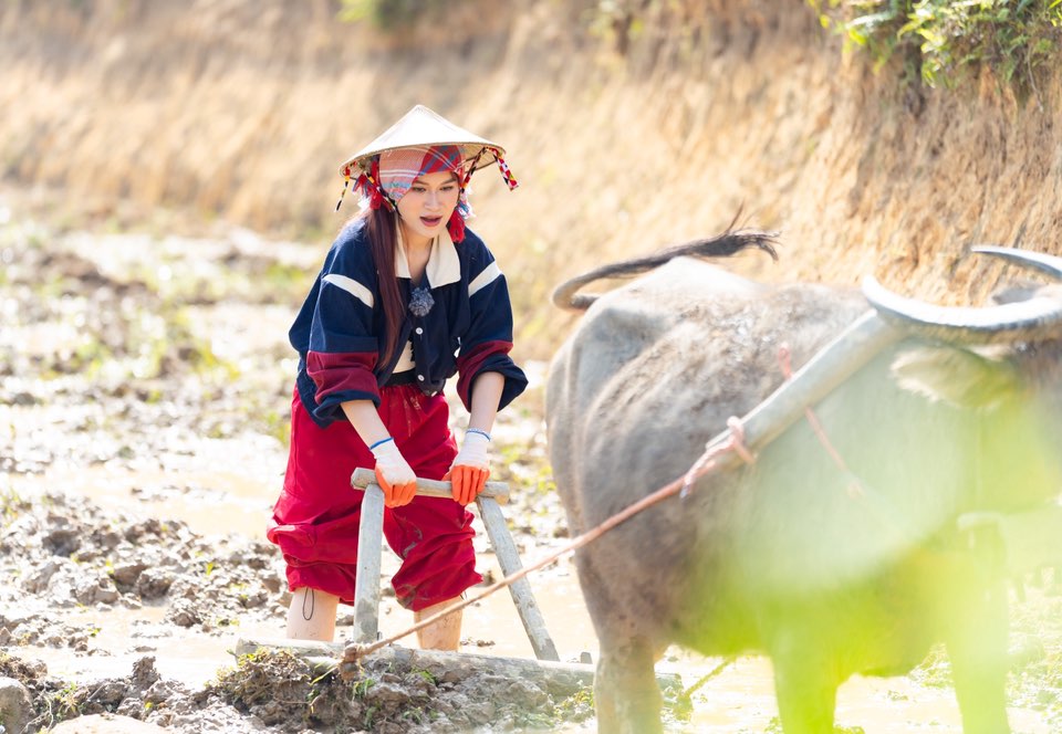 Tiểu thư 7000 tỷ Ngọc Thanh Tâm tập gì mà đi cày hùng hục, làm nông khỏe re trong Tiểu thư 7000 tỷ Ngọc Thanh Tâm tập gì mà đi cày hùng hục, làm nông khỏe re trong